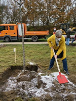 images/bilder/pflaumenbaum/pflaumenbaum-02.jpg