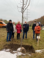 images/bilder/pflaumenbaum/pflaumenbaum-11.jpg